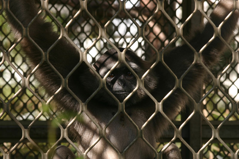 Gibbons